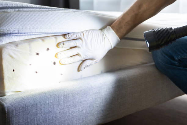 Best Best Pest Control Near Me  in Ridgeville, SC